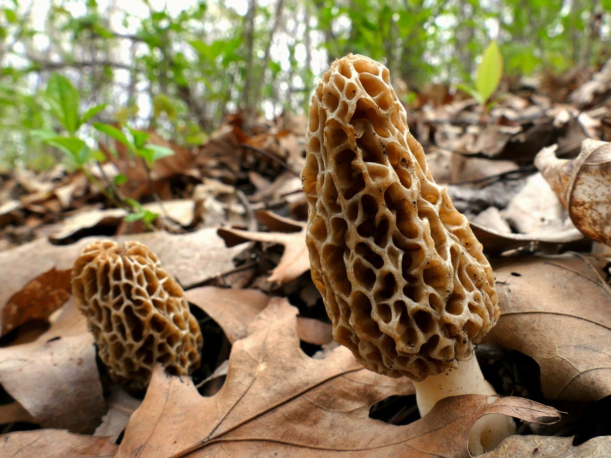 The incredibly rare morel is prized by gourmet cooks, particularly in French cuisine. Morel hunting is a hugely popular springtime activity. It attracts hundreds of morel enthusiasts at various locations for festivals and hunting competitions. Such gatherings serve as meeting points for morel pilgrims, collectors, friends and tourists alike, who come together to share stories, experiences, exchange morel recipes and engage in morel hunting. Photo: Ken Mattison/Flickr