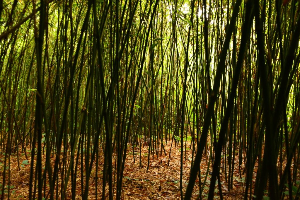 Cane stands can grow so densely that underneath their canopy it is dark and hard to navigate. Photo: Sarah Melotte/100 Days in Appalachia